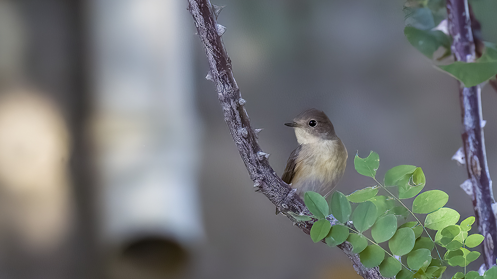 Red-breasted Flycatcher